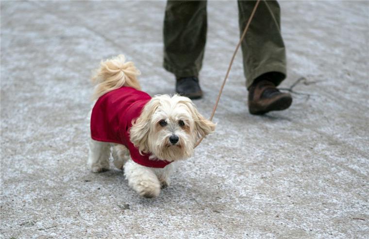 Beispielfoto: Hundepfoten reagieren auf Streusalz empfindlich. Hundebesitzer Thomas Henkenjohann setzt sich auch deshalb dafür ein, dass sich die Stadt um die Einhaltung des Streusalzverbotes kümmert. 