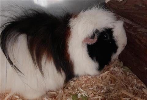 Bella sucht ein Zuhause in einer vorhandenen Meerschweinchengruppe.