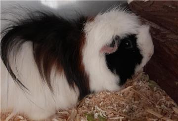 Bella sucht ein Zuhause in einer vorhandenen Meerschweinchengruppe.