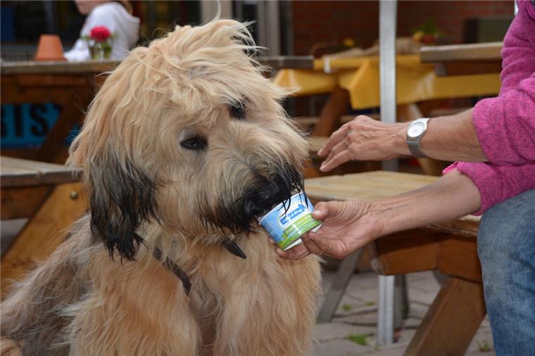 Benno liebt das Eis für Hunde, das es jetzt im Kletterpark Sahlenburg gibt.