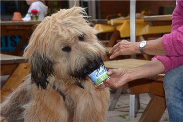 Benno liebt das Eis für Hunde, das es jetzt im Kletterpark Sahlenburg gibt.