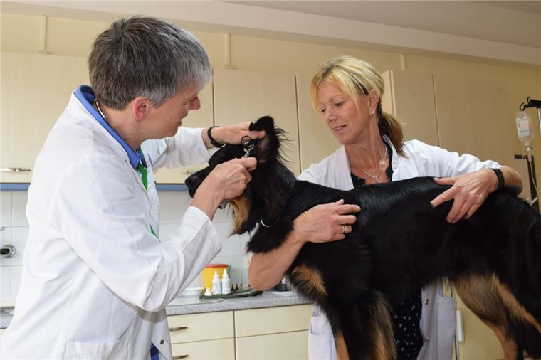 Bente (Mitte) hat es gut: Ihr Frauchen, Tierärztin Christiane Rode (links), überprüft regelmäßig, ob es ihr gesundheitlich gut geht. Tierarzt-Assistentin Andrea Grammann sorgt auch beim Blick in die Ohren dafür, dass Bente schön still hält.