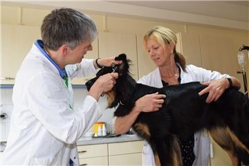 Bente (Mitte) hat es gut: Ihr Frauchen, Tierärztin Christiane Rode (links), überprüft regelmäßig, ob es ihr gesundheitlich gut geht. Tierarzt-Assistentin Andrea Grammann sorgt auch beim Blick in die Ohren dafür, dass Bente schön still hält.