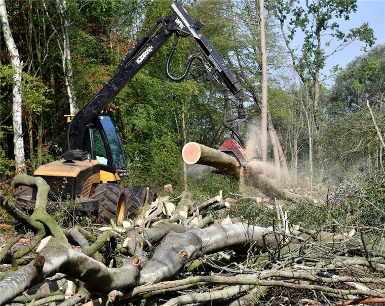 Bereits im vergangenen Jahr mussten im Wasserwerkswald Wulsdorf in Bremerhaven Bäume aus Sicherheitsgründen gefällt werden. Insgesamt waren es 400 im Wald Wollerschlee.