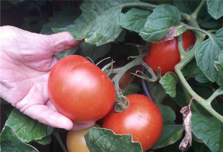 Tarmstedt: Home Gardening wieder im Trend Besonders gut klappt das Home Gardening mit Tomaten.