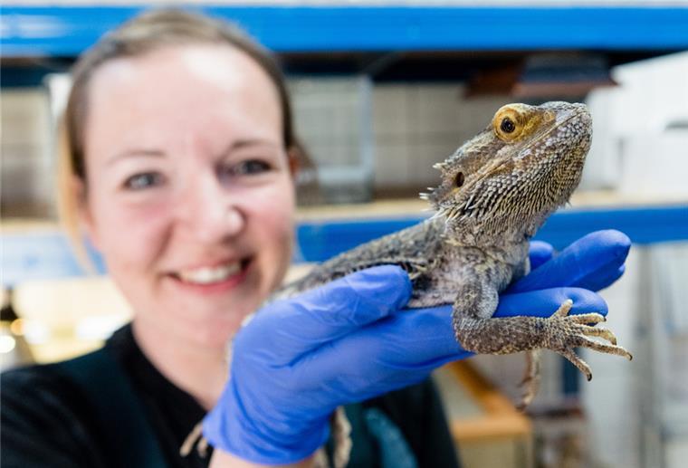 Tierschutzbund: Überfüllung der Heime mit Exoten befürchtet Bartagame im Tierheim
