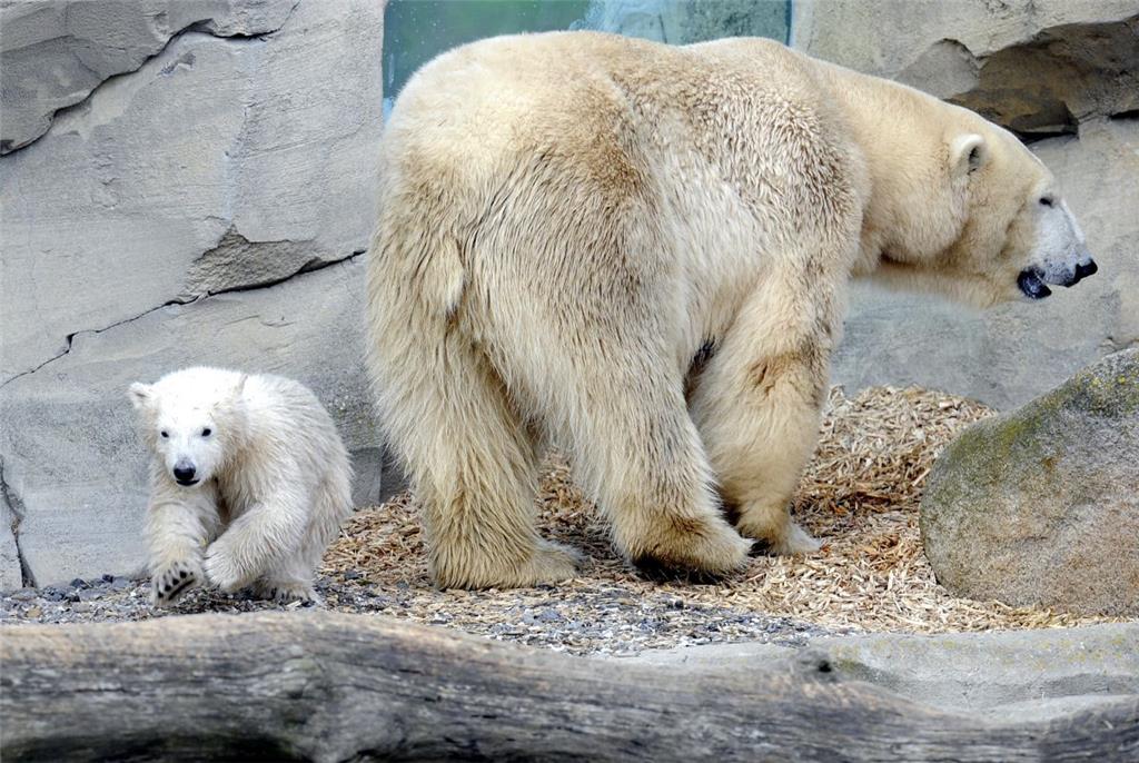 Besucher stürmen den Zoo am Meer, unter anderem auch wegen Eisbärin Lili. Hier m...