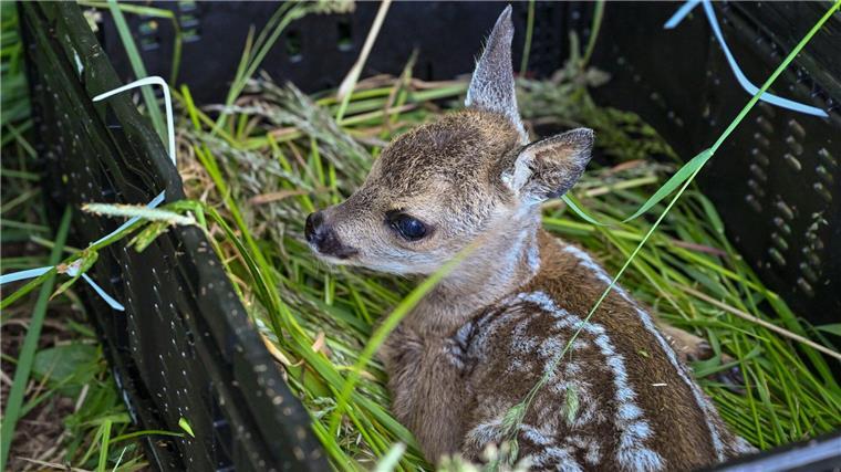 Landwirte müssen beim Mähen auf Jungtiere achten Bevor Landwirte zur Mahd aufs Grünland fahren, müssen sie dort versteckte Wildtiere aus der Gefsahrenzone bringen. (Archivfoto)