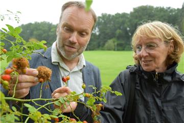 Bewundern merkwürdige Nester, die sich an einer Hecken-Rose im Gesundheitspark Speckenbüttel gebildet haben: Thomas Reinicke, der technische Leiter des Gartenbauamtes, und Heike Wierhake-Kattner, die Vorsitzende des Nabu Bremerhaven-Wesermünde.
