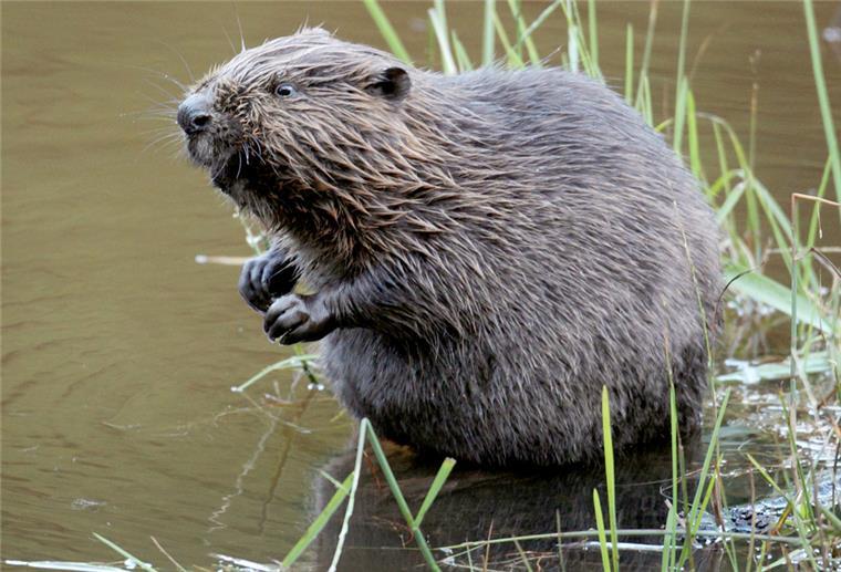 Biber sind zurück an der Lune Ein Biber sitzt im Wasser.