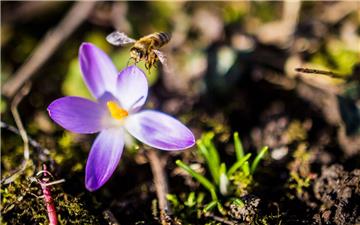 Bienen bestäuben fast 80 Prozent der Nutzpflanzen.