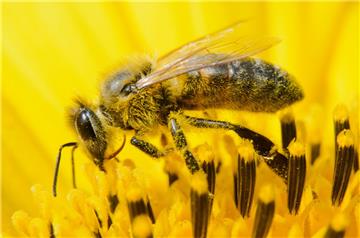 Bienen haben in Bremen einen Imker attackiert und getötet.
