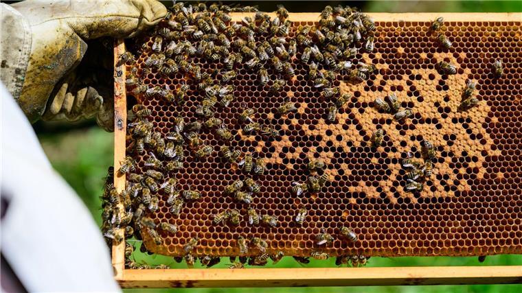 Bienen sind an Waben auf dem Gelände vom Freilichtmuseum am Kiekeberg zu sehen. 