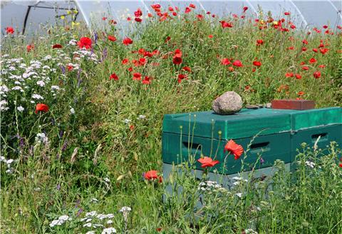 Bienenstöcke in einem Feld von Naturblumen gehören für Torsten Brunkhorst unbedingt zu seiner Art der Landwirtschaft dazu.