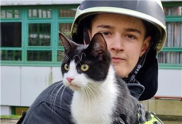 Cuxland: Feuerwehr rettet Katze aus zehn Meter hohem Baum