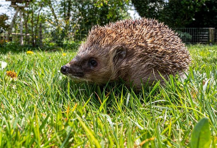 Langener Tierschützer warnen: Mähroboter bedrohen Igel Regelmäßig werden Igel und andere Tiere durch die Gartengeräte lebensbedrohlich verletzt.