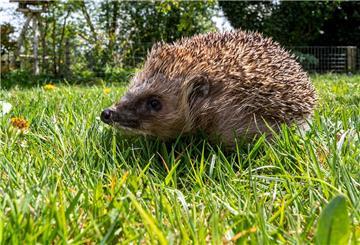 Regelmäßig werden Igel und andere Tiere durch die Gartengeräte lebensbedrohlich verletzt. 