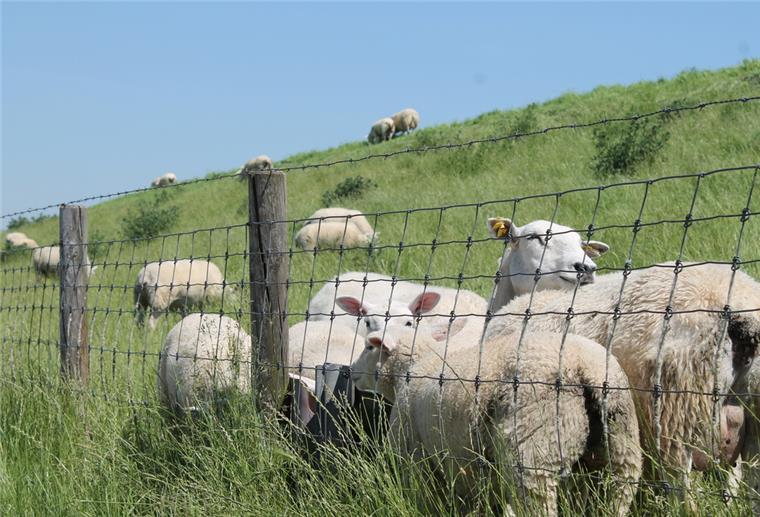 Weser-Radweg: Bei dieser Radtour muss man zweimal an Bord Schafe Nordenham