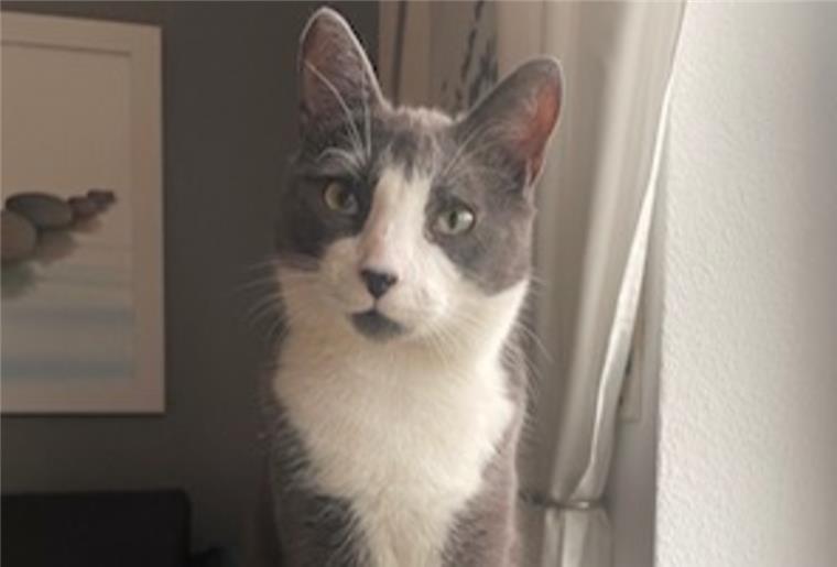 Bad Bederkesa: Kater Lou wird vermisst Bad Bederkesa: Kater Lou wird vermisst