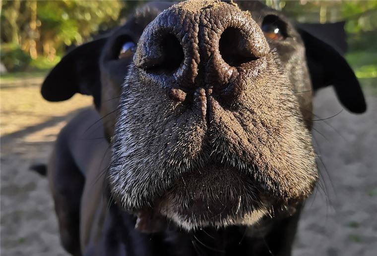Hundeplätze: Spiel und Spaß für Vierbeiner Hundeschnauze