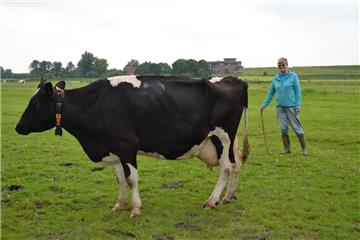 Weidemilch von glücklichen Kühen
