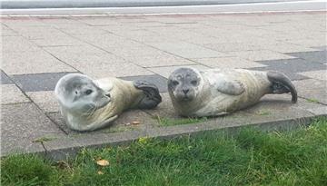 Seehunde hoppeln in Richtung Innenstadt