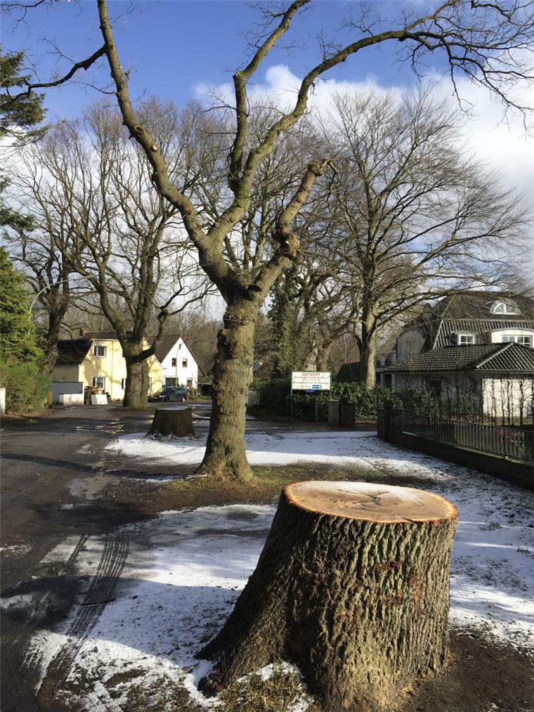 In Bremerhaven-Leherheide müssen alte Eichen sterben