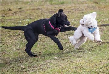 Zwei Hunde tollen über eine Wiese