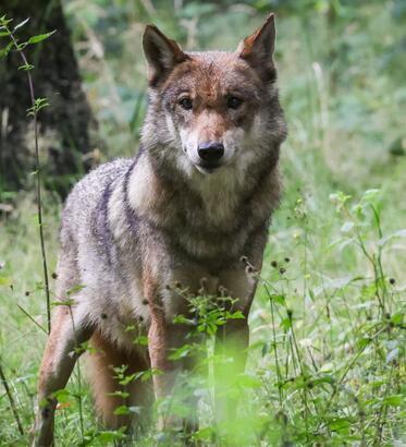 War es wieder der Wolf? Tote Milchkuh auf Weide in Langen gefunden War es wieder der Wolf? Tote Milchkuh auf Weide in Langen gefunden