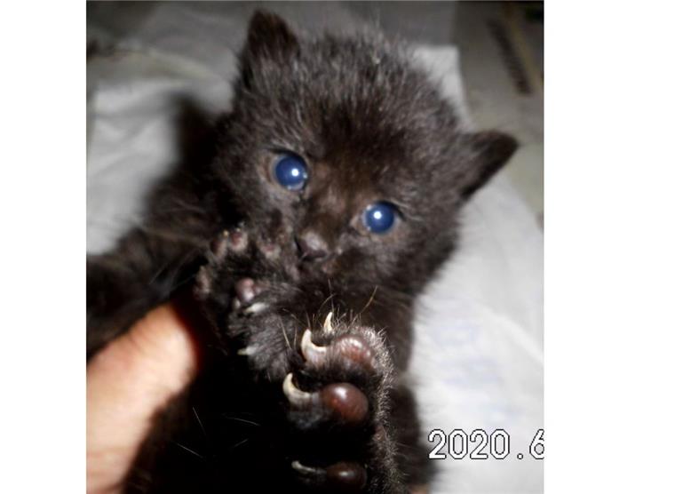 Katzenbabys in der Wesermarsch gefunden: Wem gehören die Welpen?