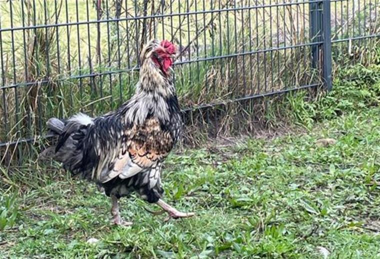 Gockel „Dattel“ und Katzendame „Helin“ suchen neues Zuhause