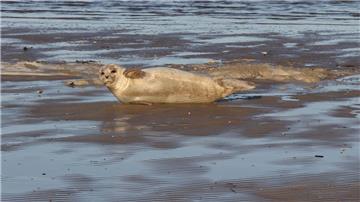 Süßer Besuch in Cuxhaven: Seehund am Döser Strand