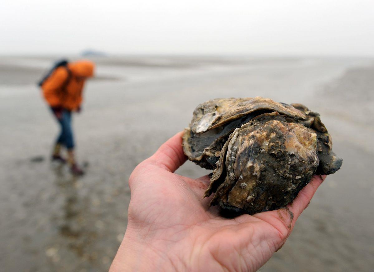 10 Dinge, die ihr beim Wattwandern beachten solltet 10 Dinge, die ihr beim Wattwandern beachten solltet