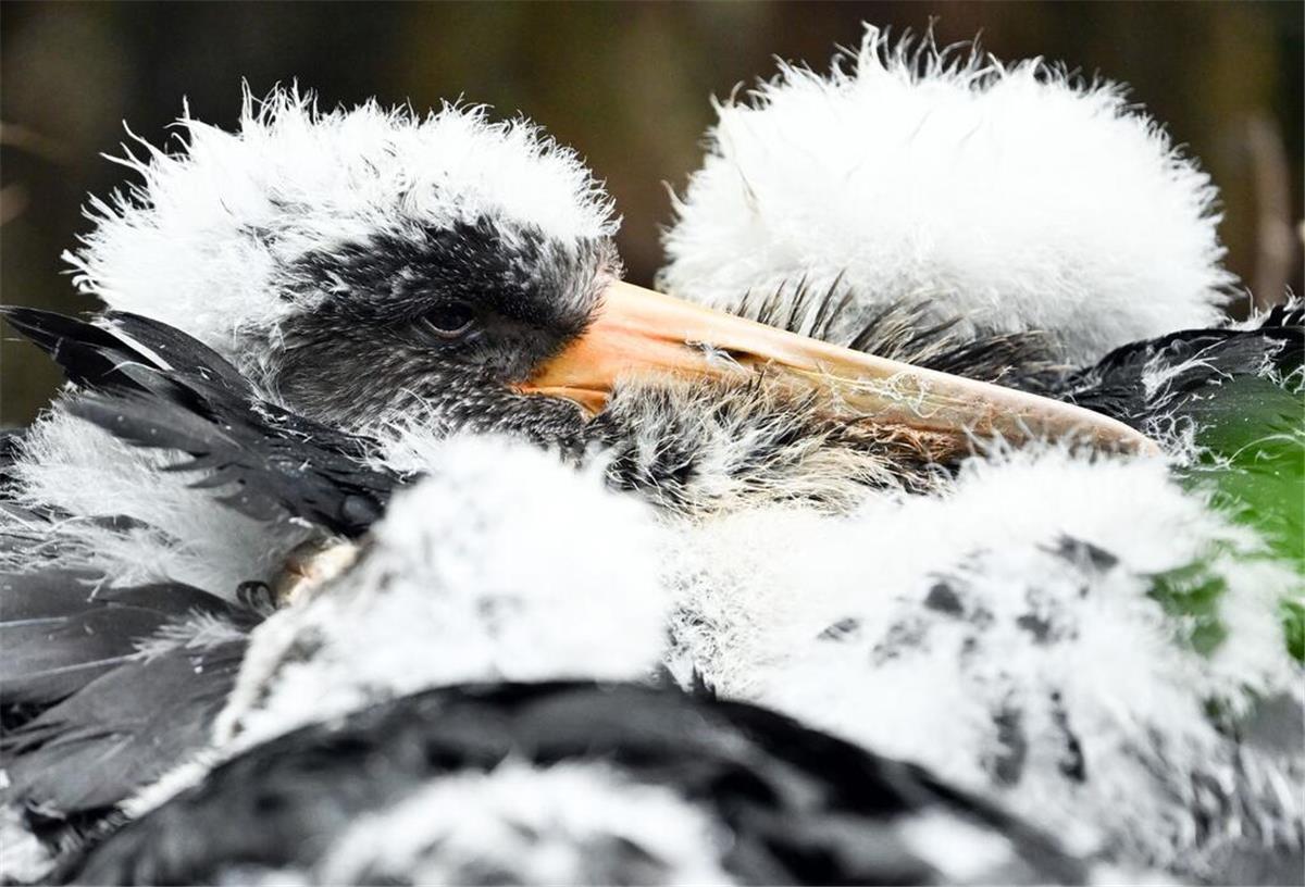 Schwarzstorch-Küken liegen in ihrem Nest im Zoo.