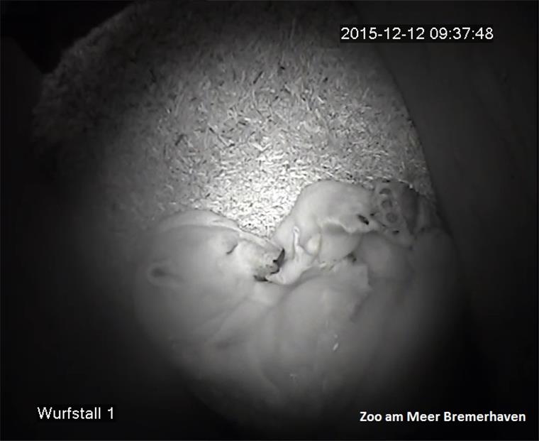 Noch ein Eisbären-Baby im Zoo am Meer Noch ein Eisbären-Baby im Zoo am Meer