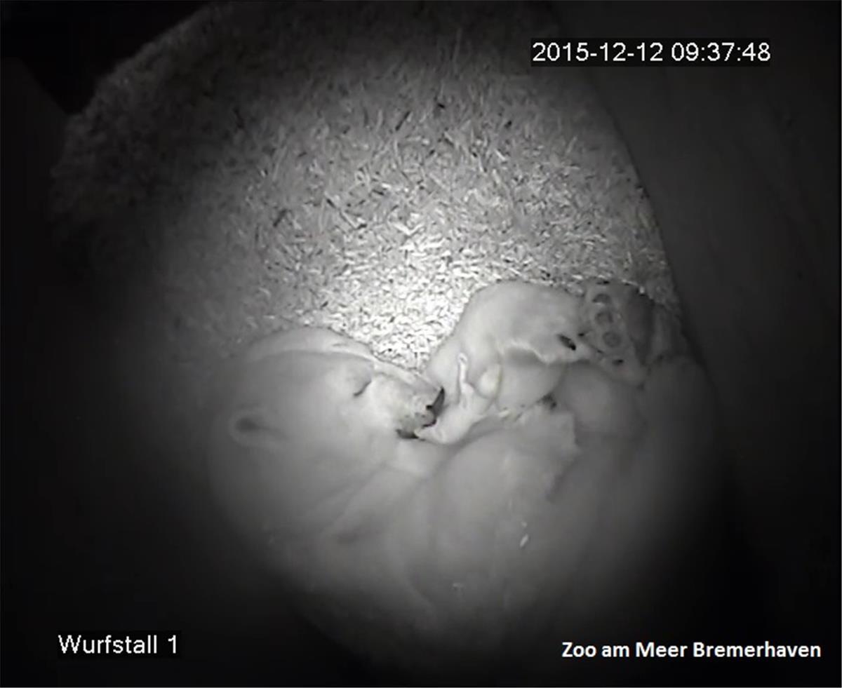 Noch ein Eisbären-Baby  im Zoo am Meer