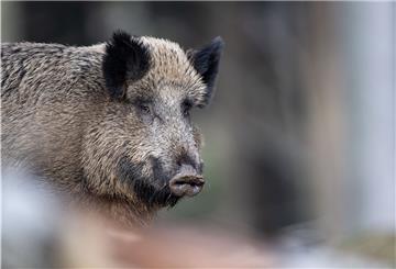 Schweinepest: Jagd auf Schwarzwild