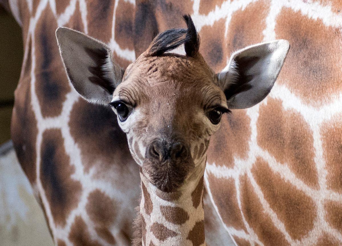 Valentinstag: Das Liebesleben der Tiere
