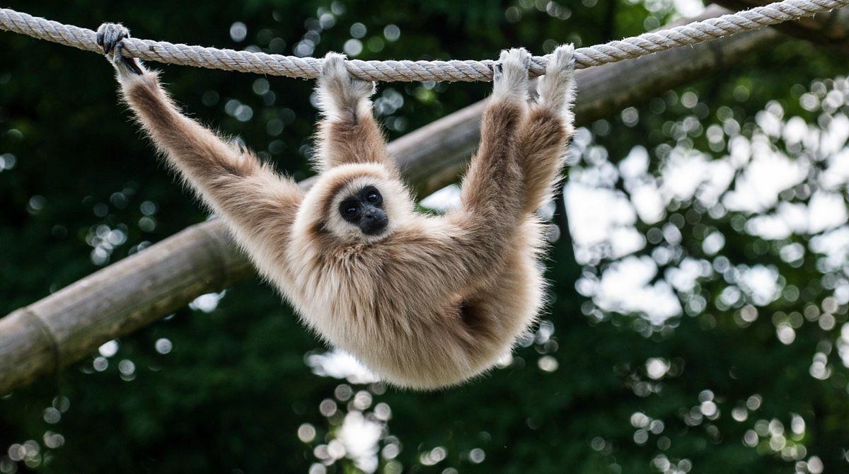 Valentinstag: Das Liebesleben der Tiere