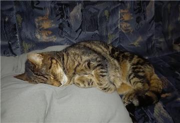 Bilder aus glücklichen Tagen: Kater Cherry der Familie Stein schläft auf dem Sofa.