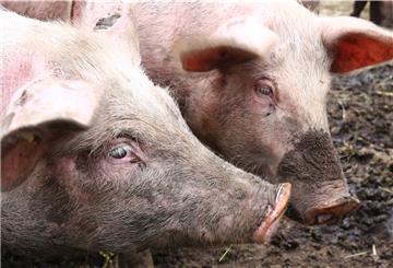 Bio-Schwein auf dem Naturland-Hof der Familie Icken in Sievern. Wie hier die Umstellung zu ökologischer Landwirtschaft verlief, ist Thema der nächsten Folge.