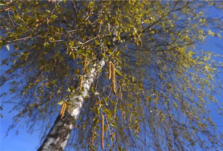 Birkenpollen sind bei Allergikern unbeliebt, aber der Saft der Bäume ist von manchen Leuten begehrt. Das zeigt auch ein Vorfall in Rotenburg. 