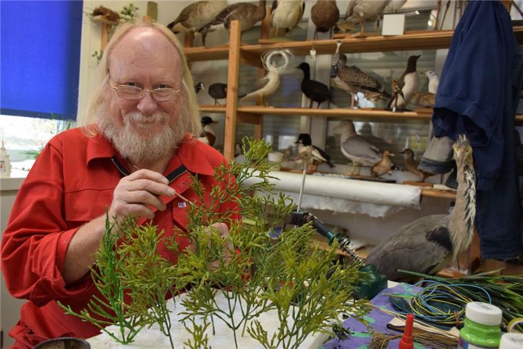 Bis Anfang Mai hat Präparator Werner Beckmann für seine Arbeit Zeit. Dann wird das Nationalparkhaus Museum Fedderwardersiel wiedereröffnet. Zurzeit ist er dabei, die Pflanzen für das Salzwiesen-Diorama herzurichten.