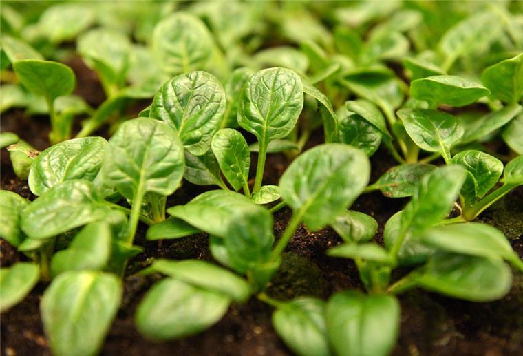 Spinat ins Beet: Gartensaison ist noch nicht vorbei Spinatpflanzen