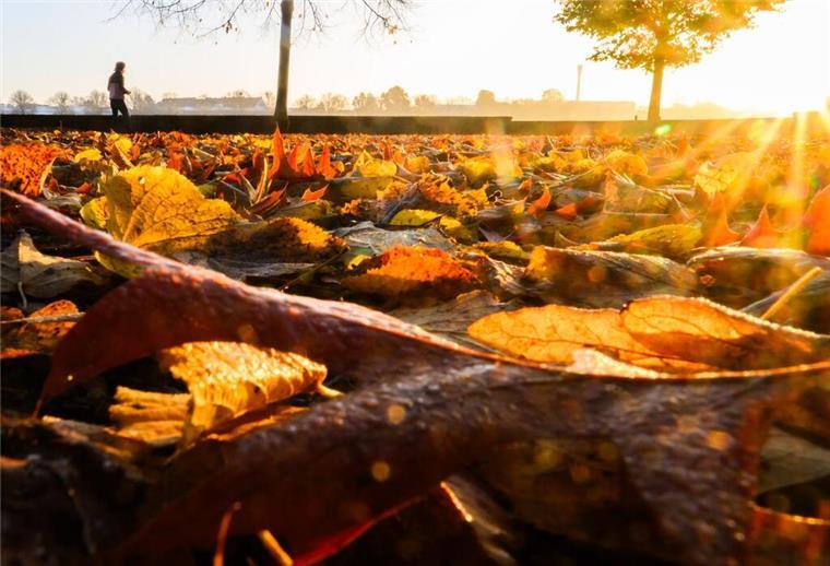 Ein Mann steht zwischen herbstlich verfärbten Laub.