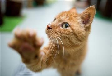 Bis Mitte Dezember sollen in Niedersachsen rund 4000 Tiere kastriert werden.