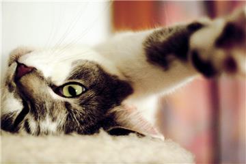 Bis zu 18 Katzen können im "Cat's Place" in Bramstedt zeitgleich untergebracht werden.