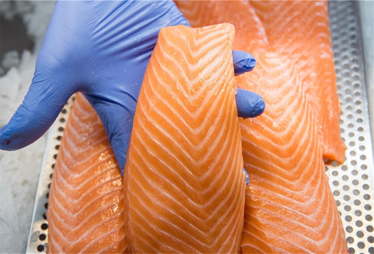 Fisch aus dem Labor: Bremerhavener sind dabei Bisher kennen die Verbraucher nur Wildlachs oder die Filets aus der Aquakultur. Doch auch Lachszellen lassen sich klutivieren.