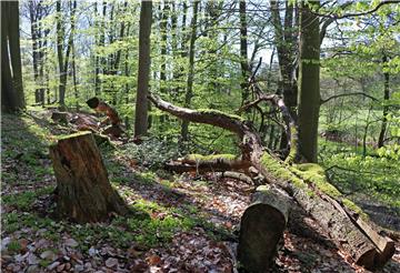 Bizarr und verwunschen, fast wie ein Märchenwald, präsentiert sich die Landschaft rund um die Oste. Es ist zu sehen, dass das Ostetal ein wertvolles Biotop ist.