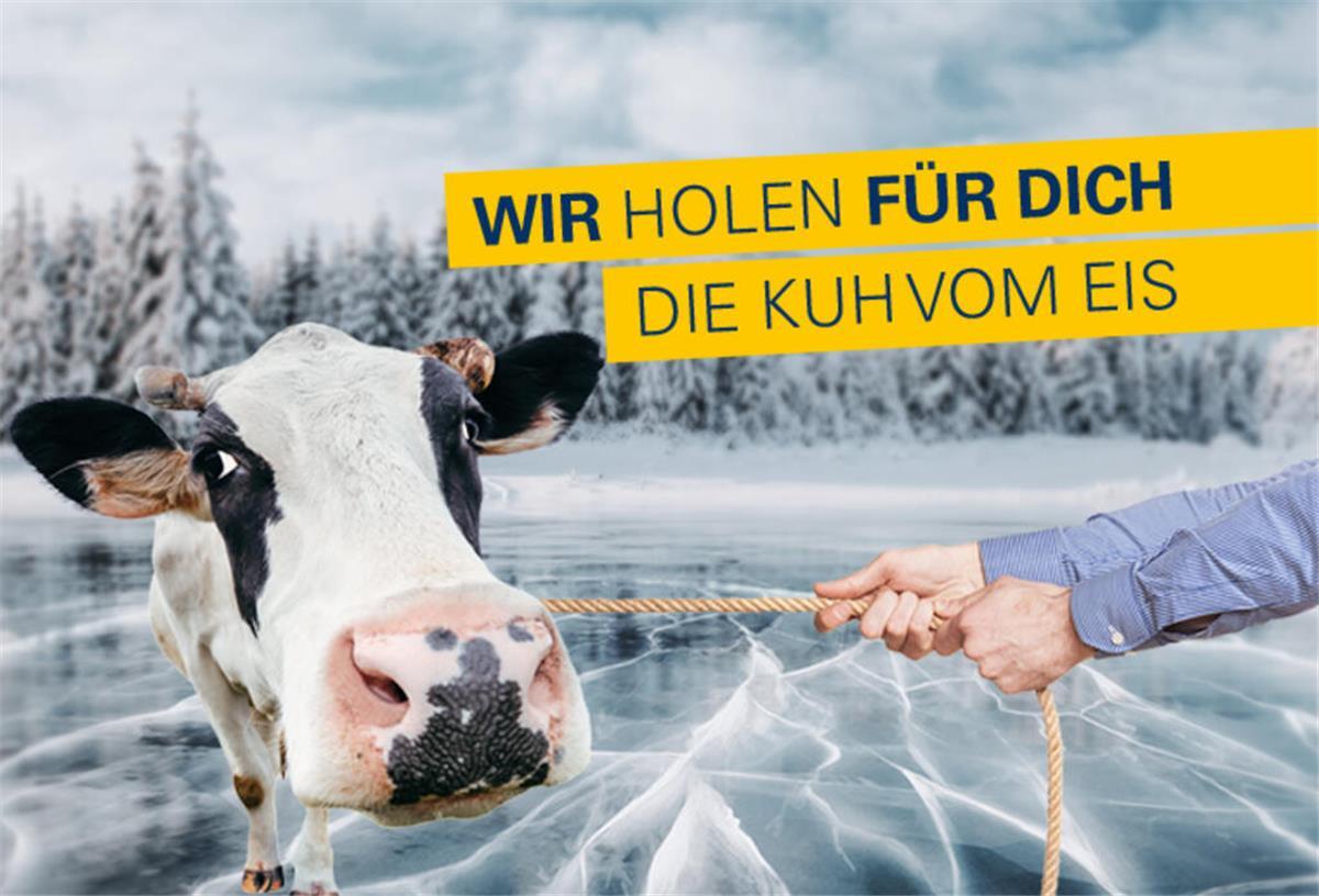 Kuh wird vom Eis gezogen